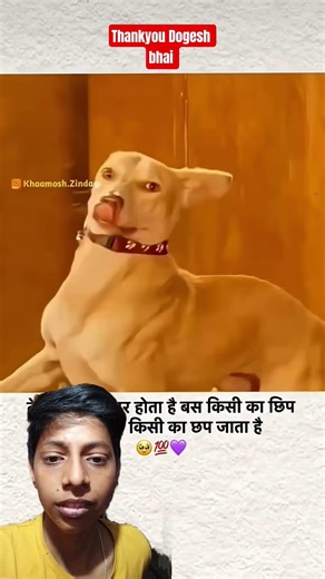 Dogesh bhai 🐶 aura 💫+999 #dogshorts #dogeshbhai #dogeshkiduniya #dogvideo