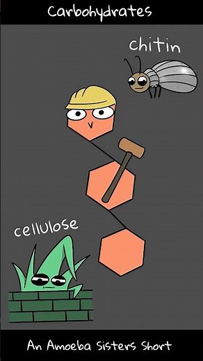 Carbohydrates - Amoeba Sisters #Shorts