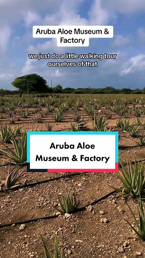 Welcome to Aruba Aloe Factory! We got some great stuff for our skin here! #aruba🇦🇼 #arubavacation #arubaonehappyisland #arubaaloe