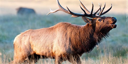 City of Lawton’s Elk Hunt Drawing applications now available