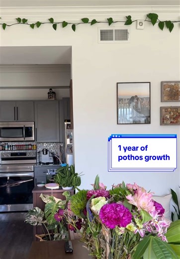 1 year of pothos growth 🫶🏼 | Plant Growing