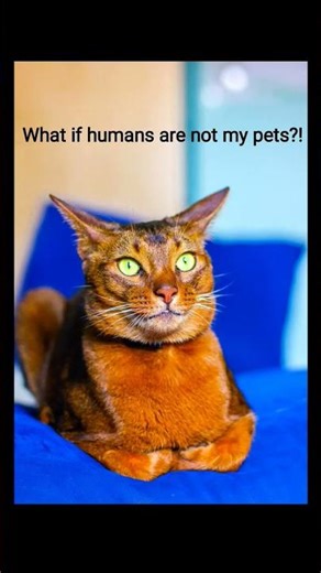 OMG #horror #music #cat #viral #catlovers