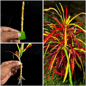 21K views · 192 reactions | How to Grow Croton From Cuttings: Propagate Croton From Stem Cutting | Ashik Muztaba | Facebook