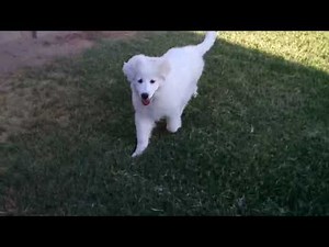 Great Pyrenees puppy 4 months playing