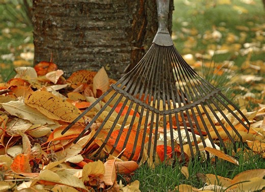 Not so fast: Here's why you shouldn't rake leaves in the fall - The Weather Network