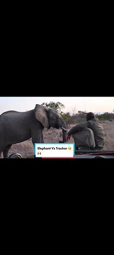 Elephant Bill interacts with our tracker cos he understands Elephant’s language 😄👏🏾🤎🤎🤎🤎#wildlife #animals #nature #spiceyelle #safari #gamedeive #animalsoftiktok