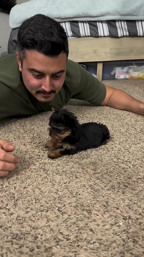 1.2K views · 32 reactions | Tiny paws, big personalities!  Teacup Yorkies love attention — start early with gentle socialization to help them grow into confident, friendly little stars  Follow us for more Yorkie care tips and meet our adorable pups ready for loving homes!  | Teacup Yorkie puppies for sale in Colorado | Facebook