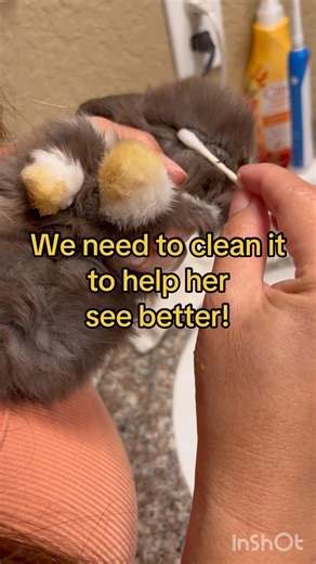 Check your rabbit’s eyes… I learned this today 😳