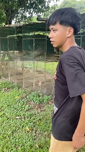Pure Golden monkey sweater daw ni boss 📩😂. Arden Deguzman #viralreelschallenge2025viralreelschallengejaiviralreelschallengeviralreelschallenge #fbpost2025シ #manokreels #fbreelsfypシ゚ #gwapongmanok #fyp #viralvideochallenge | Leonel Reyes