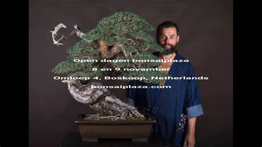 1.7K views · 14 reactions | Bonsai Plaza Online Internet Bonsai-shop on Reels | Facebook