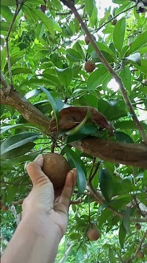 🌱🌱🌱🌱 #soothingrelaxationrelaxing #waterfall #nature #relaxingmusic #relaxing #food #naturelovers