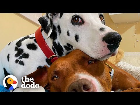 Dog BFFs Get Their Parents To Start Dating | The Dodo