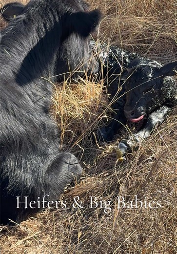 Helping a Heifer Deliver a Live Calf in Oklahoma