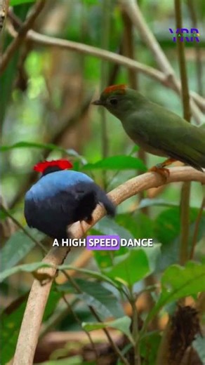 I Found The King Of Dance!