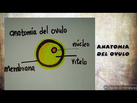 Como dibujar el ovulo humano, facil y sencillo