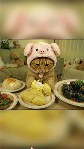 Brain Massage: Cat ASMR Edition. 🧠✨ Feel the tingles.