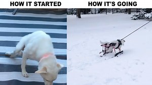 513 reactions · 40 shares | "1000% handicapable and 2000% adorable.  My name is Pebbles, and I am a rescue from Nepal, living my best life!!!" @princesspebb | Walkin' Pets | Facebook