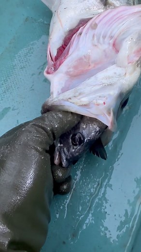 スズキ料理のおすすめガイド