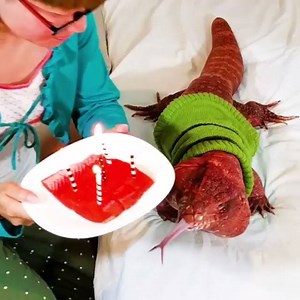 2.4M views · 2.1K shares | Birthday salmon just tastes better! | MacGyver the Lizard | Facebook