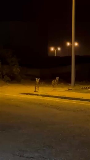 Bahria Town Karachi Wolves Came Out at Night Making Terrifying Noises 😱❤️🐺 #wolf #wildlife #animals | North Nazimabad Karachi - Block H I J K L
