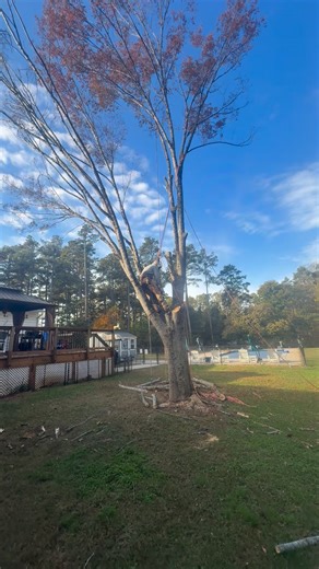 1.4K views · 33 shares | Tree removal | Douglas Hernandez | Facebook