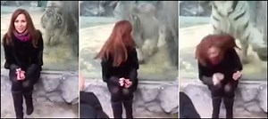WATCH: White tiger pounces on a woman at Russian zoo