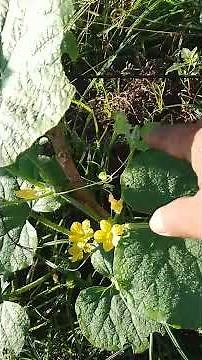 How to Prune Melons for Bigger, Sweeter Fruits 🍈 | Easy Melon Pruning Guide for Beginners #farming