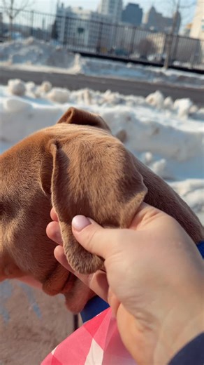 POV: You copied the wrong product description but it’s too late, the post is already up 📱😅 Jordan may not be velour, but he DOES require: 🐾 Premium treats (frequently) 🦴 🐾 Luxury affection packages (your armpit is the VIP section) 💕 🐾 Delicate handling (he’s secretly a mouse in a bodybuilder costume) This “expensive to maintain” head is currently asking for food, belly rubs, and a forever home 🥺✨ Meet him at CBAS, 380 Oak Street in Buffalo — walk-ins welcome! | City of Buffalo Animal She