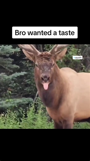 Bro Wanted a Taste Meme