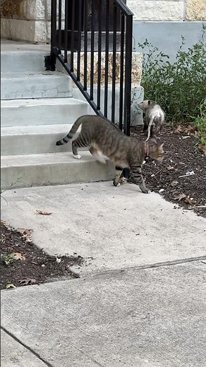 Cat v. Possum fight goes terribly wrong