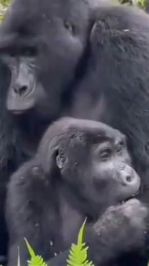 How do mountain gorillas mate, just like humans? #mgahingagorillanationalpark #bwindi