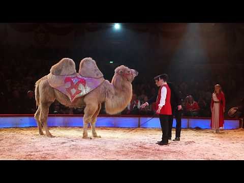 Circus Krone 2019 Premiere 3. Programm der Winterspielzeit 2019 in München, Teil 1