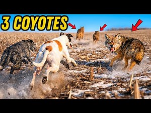 Our Greyhounds Take on a Pack of Coyotes!!!