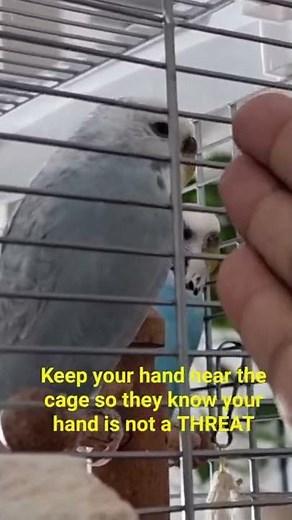 How to hand tame a wild and very aggressive budgie - first step - A great help for new bird keepers