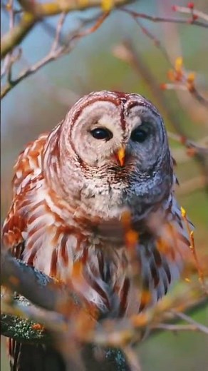 different birds sounds #beautifulbirds #differentbirds #birds #viralvideo