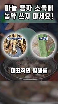 Disinfect your garlic seeds in an eco-friendly way!