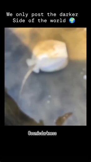 planet | Nature 🌍 on Instagram: "🌊 Ever witnessed a miracle beneath the waves? Stingrays give birth live, welcoming wriggling pups straight into the ocean’s embrace—no eggs, just instant life on the move!This rare moment reveals stingray superpowers: mothers keep babies safe inside, then set them free to explore and survive right away. Secrets of the ocean birth: 🔹 Female stingrays are ovoviviparous: eggs hatch inside, and babies are born fully formed. 🔹 Newborns swim off almost instantly—no