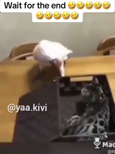 Saki (@sakiworld2)’s videos with original sound - Saki