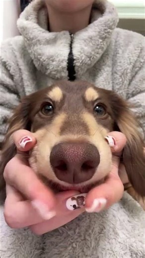 Unleash Cuteness: Meet Our Big White Toothed Dachshund
