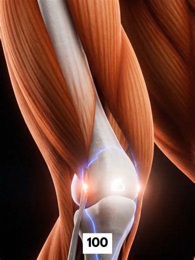 Tendon and ligament adaptation explained. Why lifting heavy strengthens more than just muscle. #Tendons #Ligaments #StrengthTraining #GymScience #MuscleGrowth