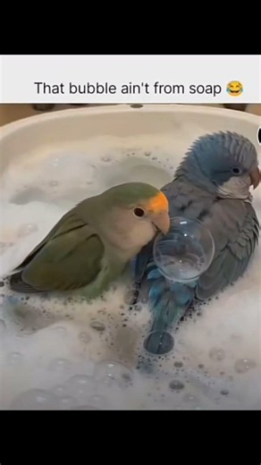😂😭😂 #memes ,trauma for the green bird