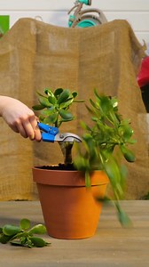 4.2M views · 22K reactions | how to grow flower with many colors | Green Bean | Facebook