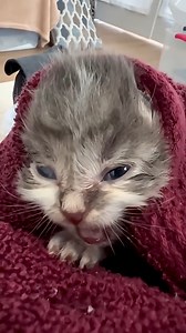 85K views · 4K reactions | Baby cats meowing | Baby Cat | Facebook