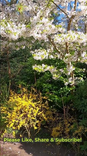 Keukenhof’s Dreamiest Spring Blossoms in One Moment 🌸✨