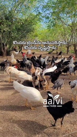 Native Local Village Chicken Farming #pastureraised #freerange #nativechicken | Aarvi Farm