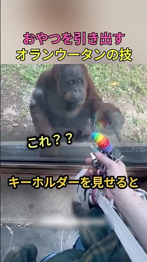 おやつを引き出すオランウータンの技