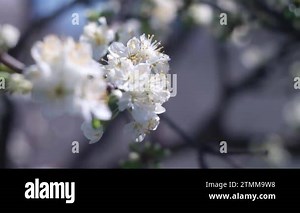Nature in Springtime. Spring mood, awakening of nature. blooming backdrop. Blurry video. blurred background. 4k video. Branches of Nature in Springtime. Spring mood, awakening of nature. Landscape Stock Video Footage - Alamy