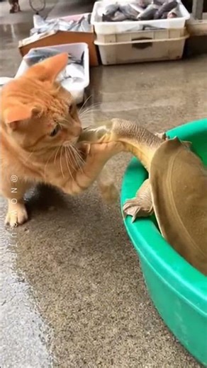Turtles Never Let Go… So Why Did He? 🐢 #funnycats