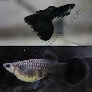 Moscow jet black guppy pair - Buy Aquarium Plants and Aquarium Fishes Online