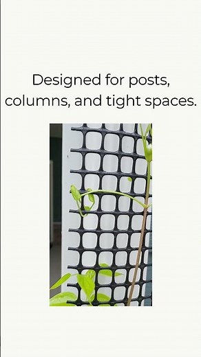 How Clematis Actually Climbs (Leaf Stems Grip, Not Tendrils)